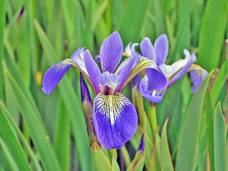 Iris versicolor - blaue Sumpfiris